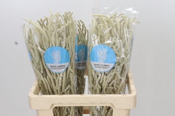<h4>Amaranthus Yearming Desert</h4>