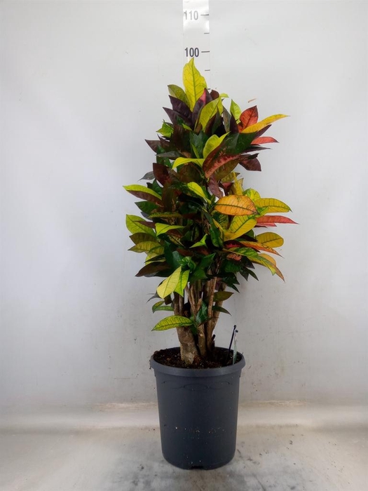 <h4>Codiaeum var. KL 'Mrs Iceton'</h4>
