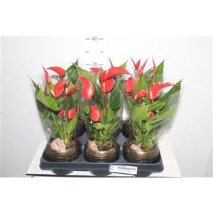 Anthu Banderola Roja 3+