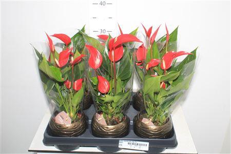 <h4>Anthu Banderola Roja 3+</h4>