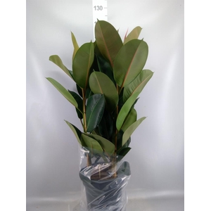 Ficus elastica 'Robusta'