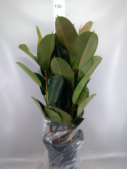 <h4>Ficus elastica 'Robusta'</h4>
