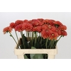 Dahlia Orange Fox