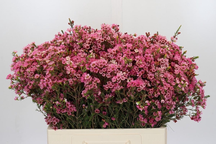 <h4>Chamelaucium Sarah's Delight</h4>