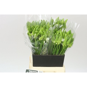 Ornithogalum T Mount Fuji