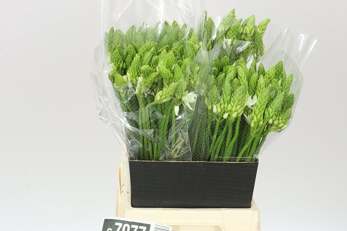 <h4>Ornithogalum T Mount Fuji</h4>