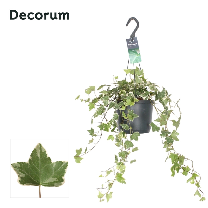 <h4>Hedera Helix Eva Bont</h4>