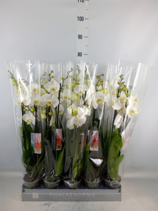 <h4>Phalaenopsis  'Ant Nottingham'</h4>