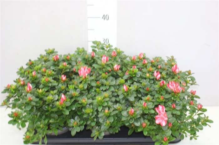 <h4>Rhododendron Si Fluostern</h4>