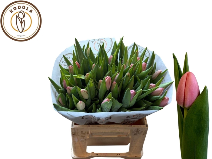 <h4>Tu En Tresor</h4>