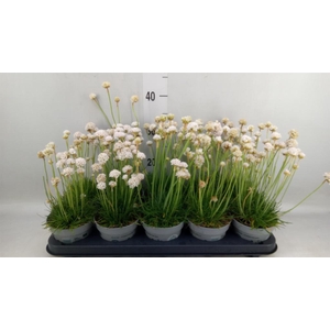 Armeria maritima 'Alba'