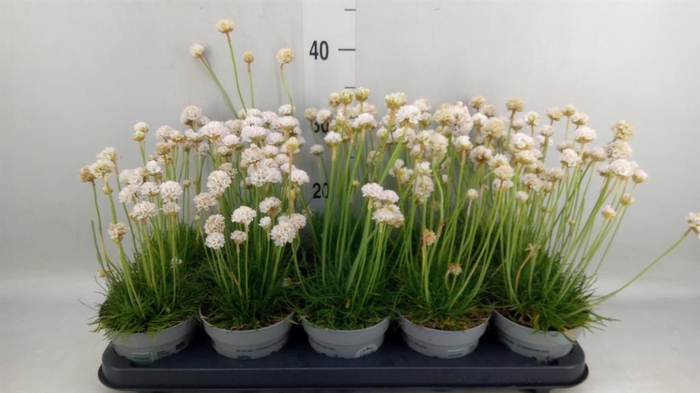 <h4>Armeria maritima 'Alba'</h4>