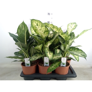 Dieffenbachia   ...mix