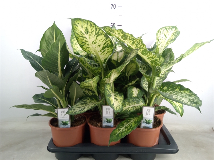 <h4>Dieffenbachia   ...mix</h4>