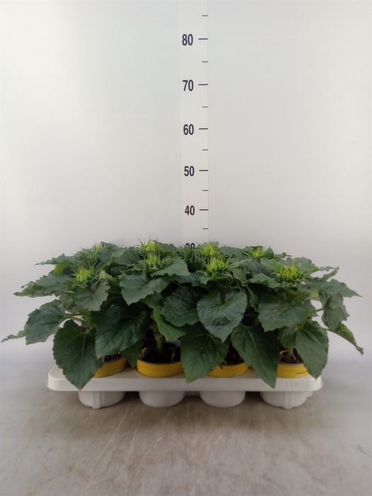 <h4>Helianthus an. 'Sunsation'</h4>