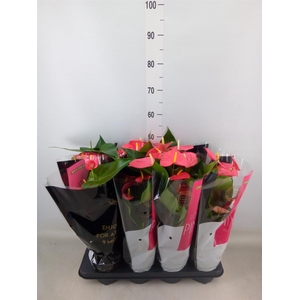 Anthurium andr. 'Colorado'