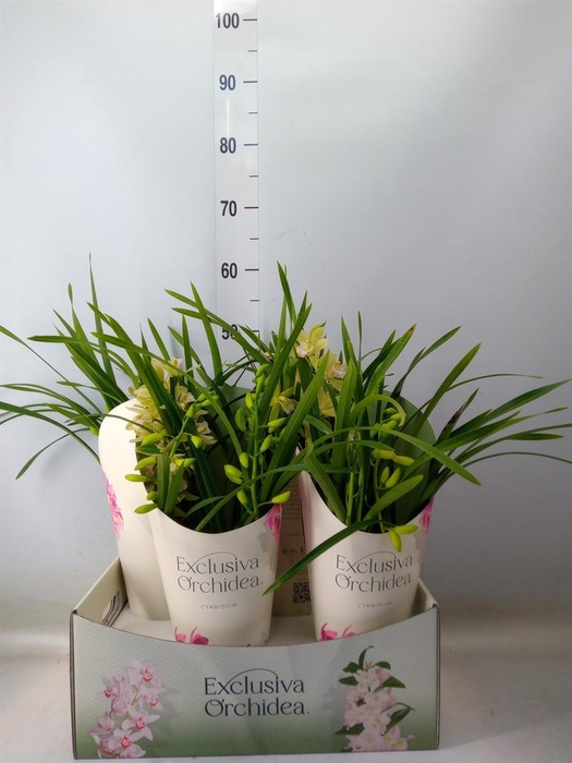 <h4>Cymbidium   ...</h4>