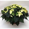 Euphorbia pulc. 'Premium Polar'