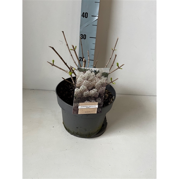 <h4>Hydrangea Paniculata Bobo (kopie)</h4>