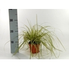 Carex hachijoensis Evergold