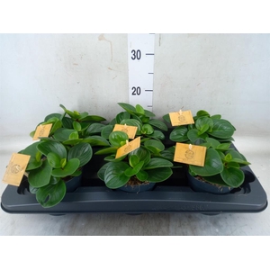 Peperomia obt. 'Red Canyon'