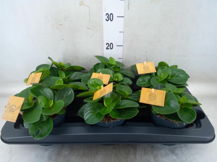 <h4>Peperomia obt. 'Red Canyon'</h4>