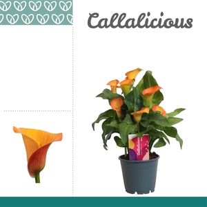Zantedeschia Oranje