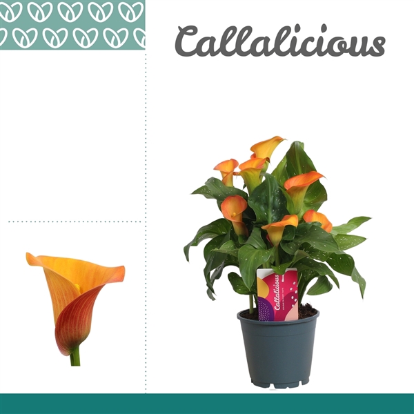 <h4>Zantedeschia Oranje</h4>