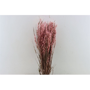 Dried Avena X5 Frosted L. Pink Bunch