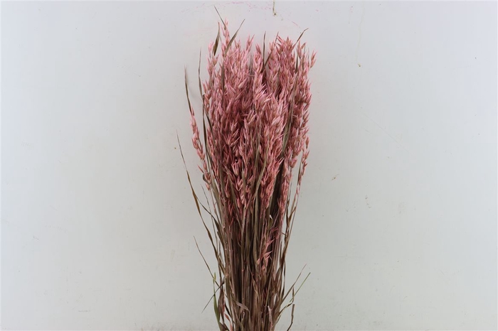 <h4>Dried Avena X5 Frosted L. Pink Bunch</h4>
