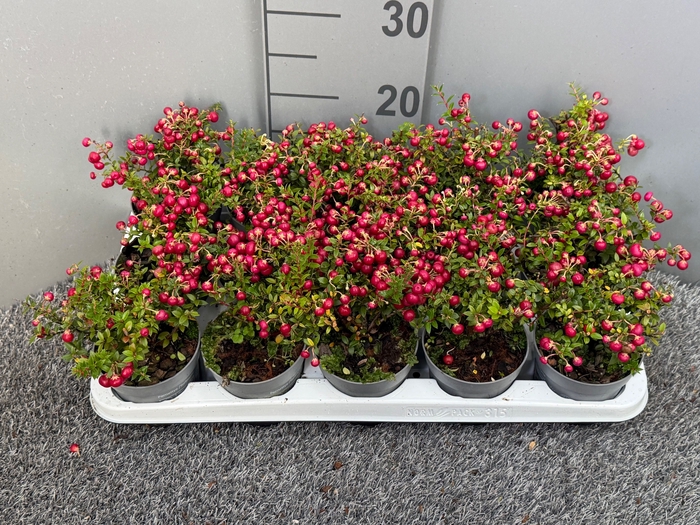 <h4>GAULTH RODE BES</h4>