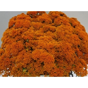 Sedum Oranje