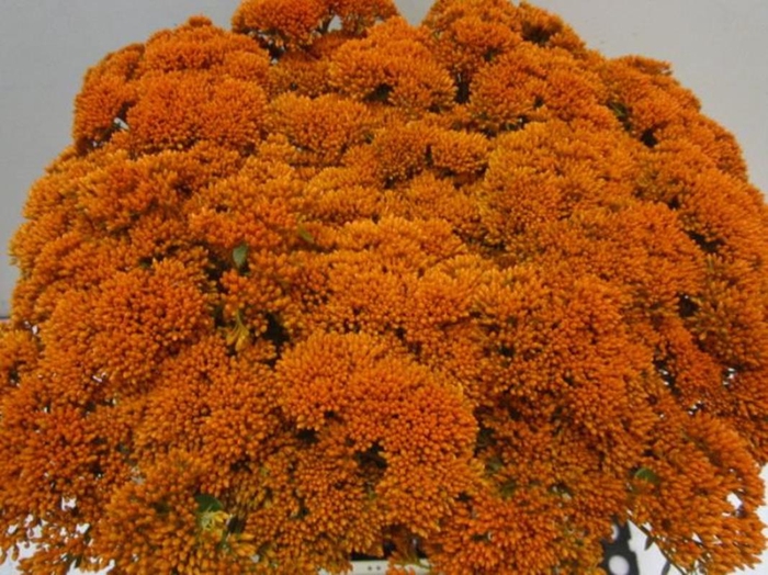 <h4>Sedum Oranje</h4>