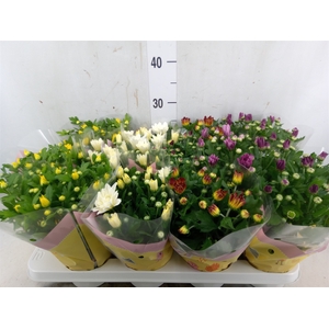 Chrysanthemum   ..mix 7