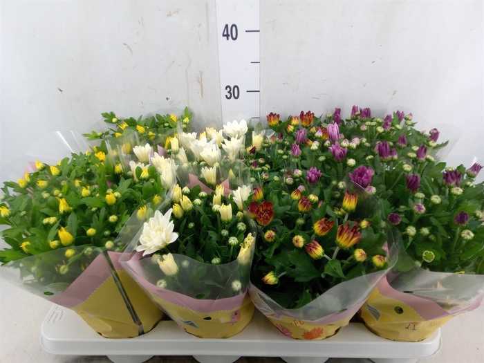 <h4>Chrysanthemum   ..mix 7</h4>