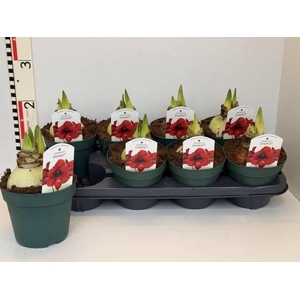 HIPP DI AMORITA DANU