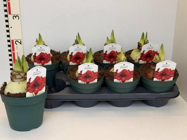 <h4>HIPP DI AMORITA DANU</h4>