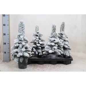 SNEEUWBOOM H%
