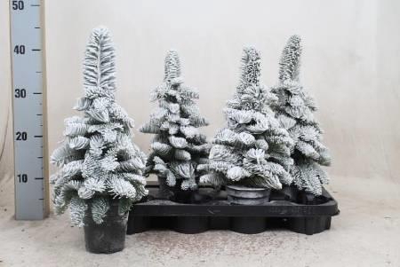 SNEEUWBOOM H%