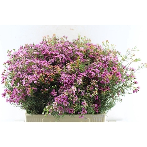 Chamelaucium Jupiter Purple