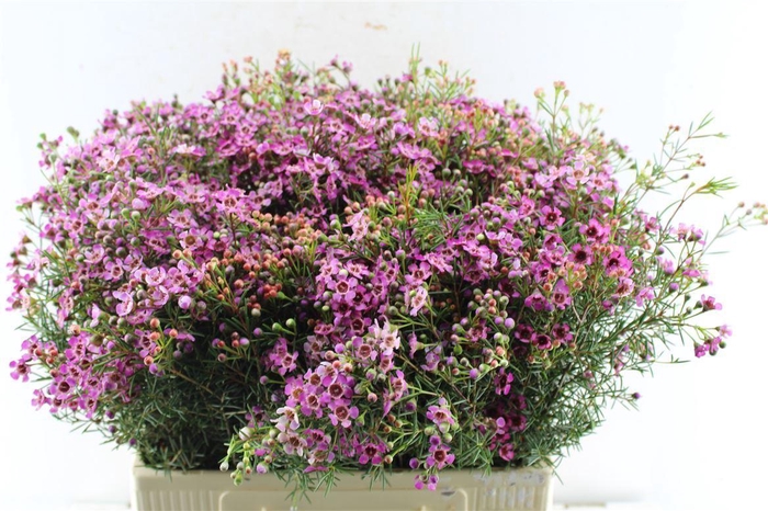 <h4>Chamelaucium Jupiter Purple</h4>