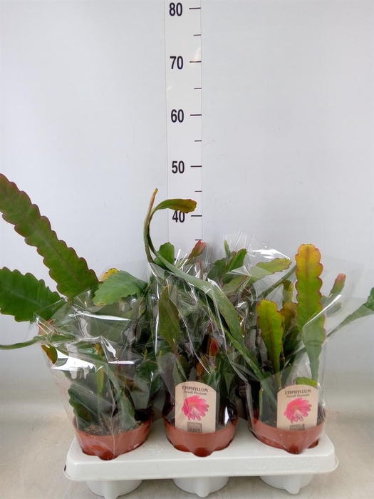 <h4>Epiphyllum   ...</h4>