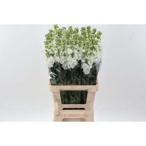 Matth Phantom White