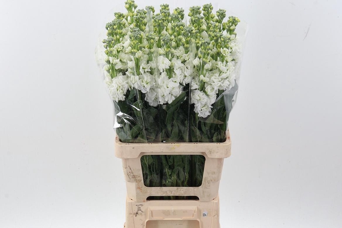 <h4>Matth Phantom White</h4>