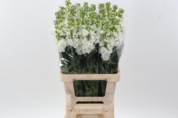 <h4>Matth Phantom White</h4>