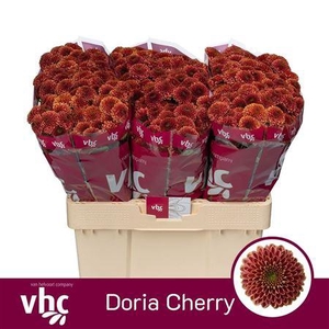 CHR S AAA DORIA CHERRY
