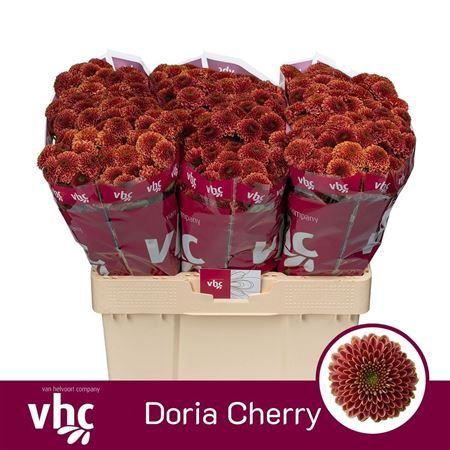 <h4>Chr San Aaa Doria Ch</h4>