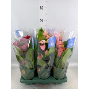 Anthurium   ...mix
