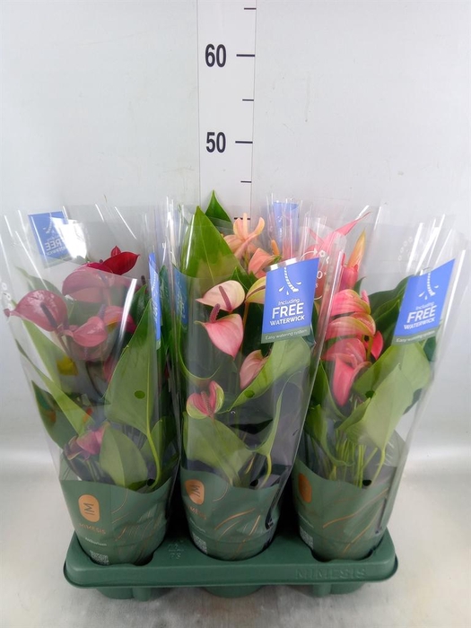 <h4>Anthurium ...mix</h4>