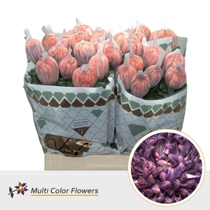 Chr. G 'Antonov' Bandito DYED